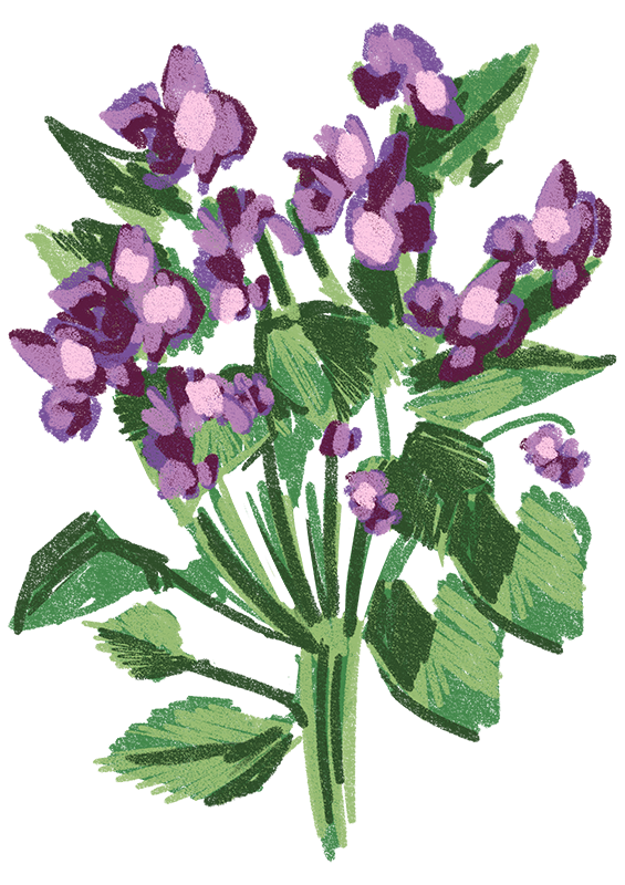 Wisconsin-_Wood_Violet_Updated.png