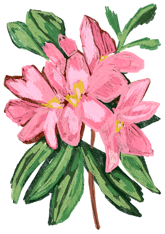 West_Virginia_-_Rhododendron_Updated.png