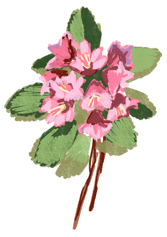 Washington_-_Coast_Rhododendron_Updated.png