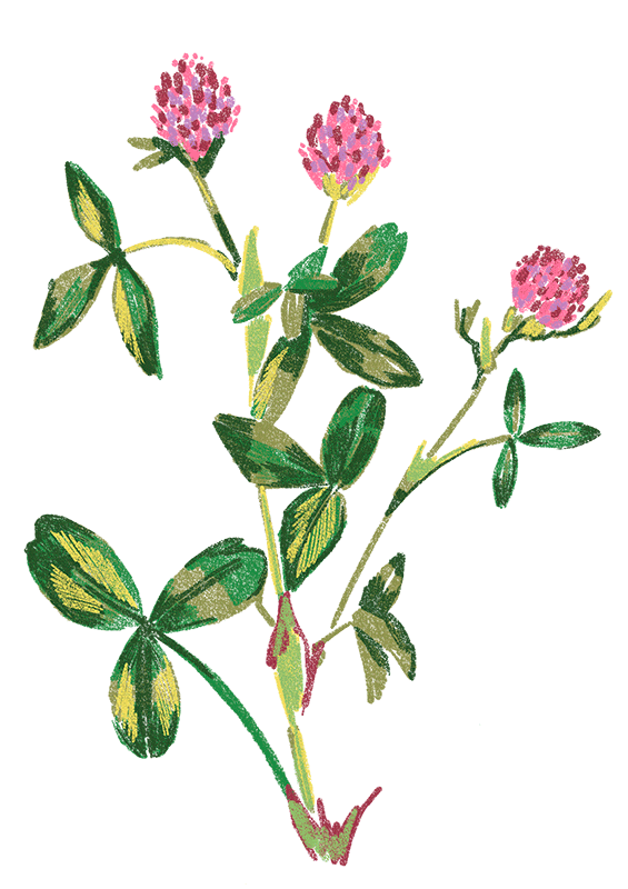 Vermont_-_Red_Clover.png
