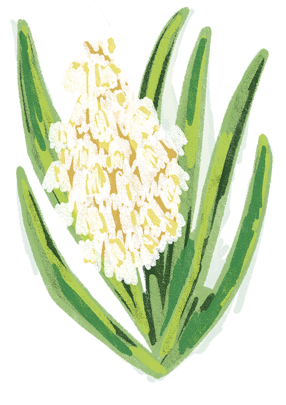 New_Mexico_-_Yucca_Flower_Updated.png