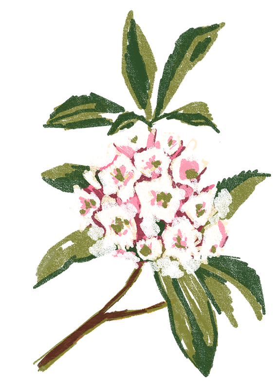 Connecticut_-_Mountain_Laurel_Updated.png