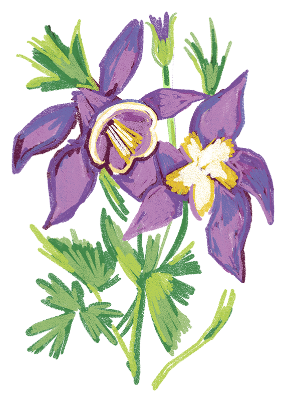 Colorado_-_Rocky_Mountain_Columbines_Updated.png