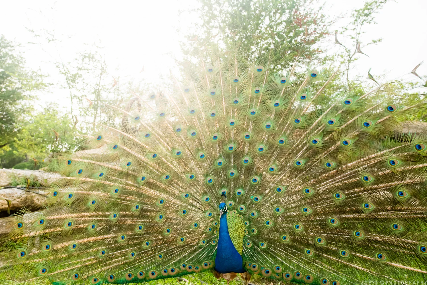 + Priya &amp; Jordan