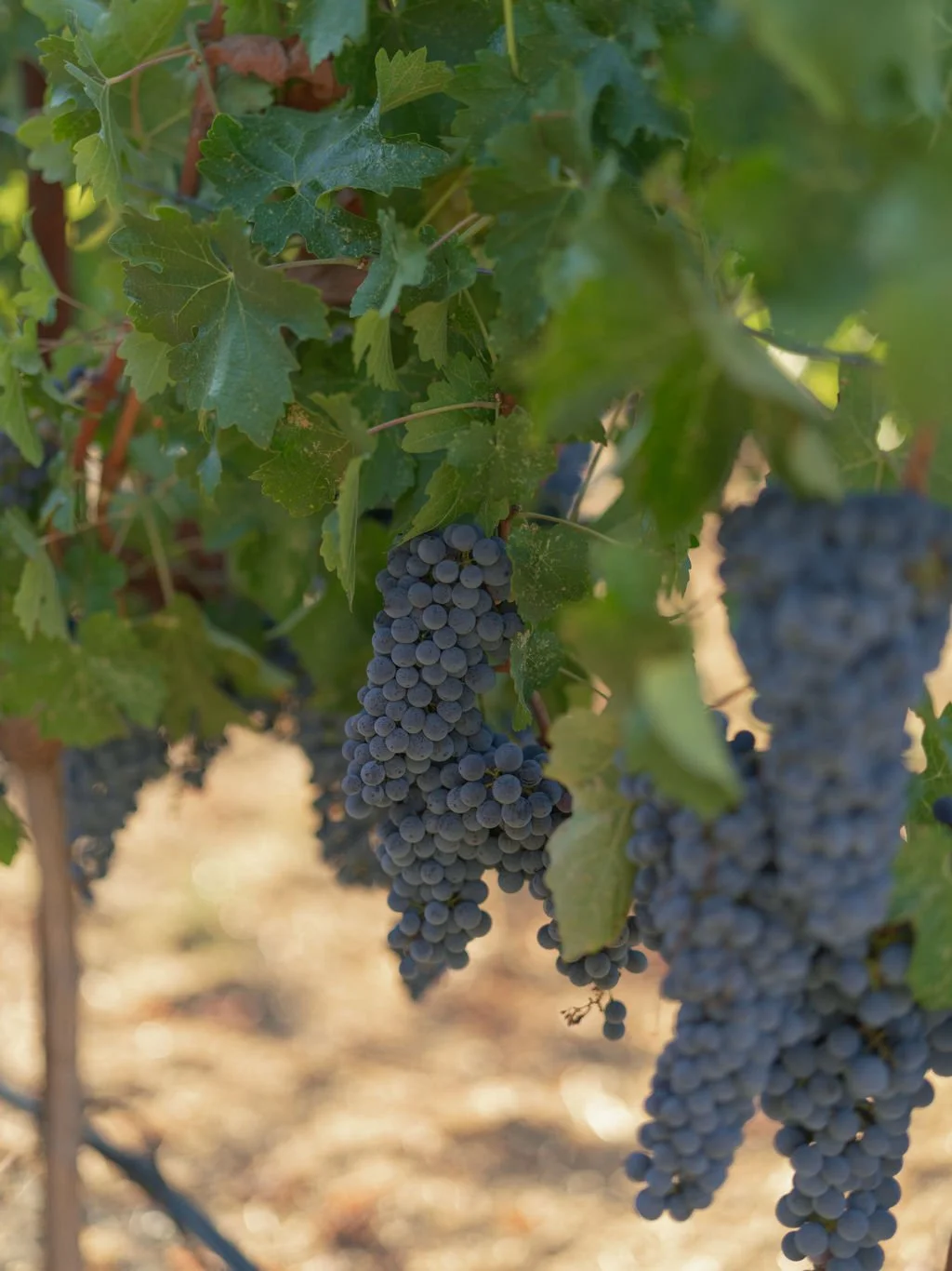 Wine grapes on the vine at Montage Healdsburg