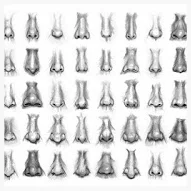 noses.jpg