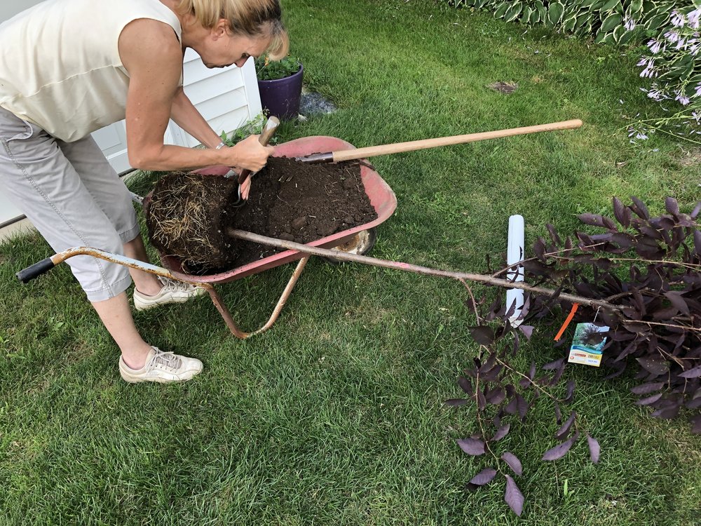  Mom opening up the root ball. 