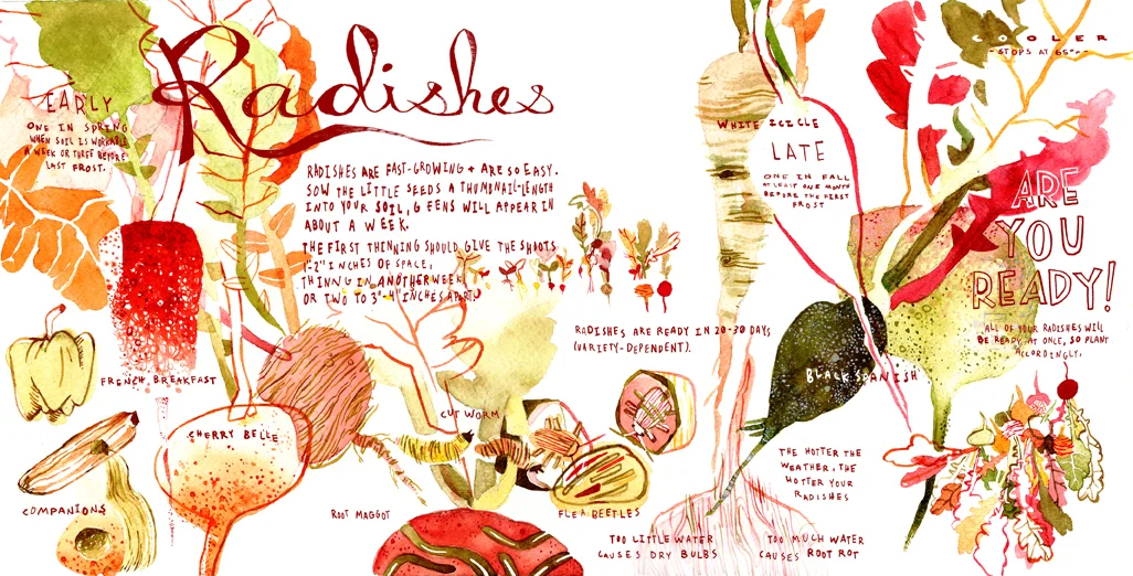 radish full.jpg
