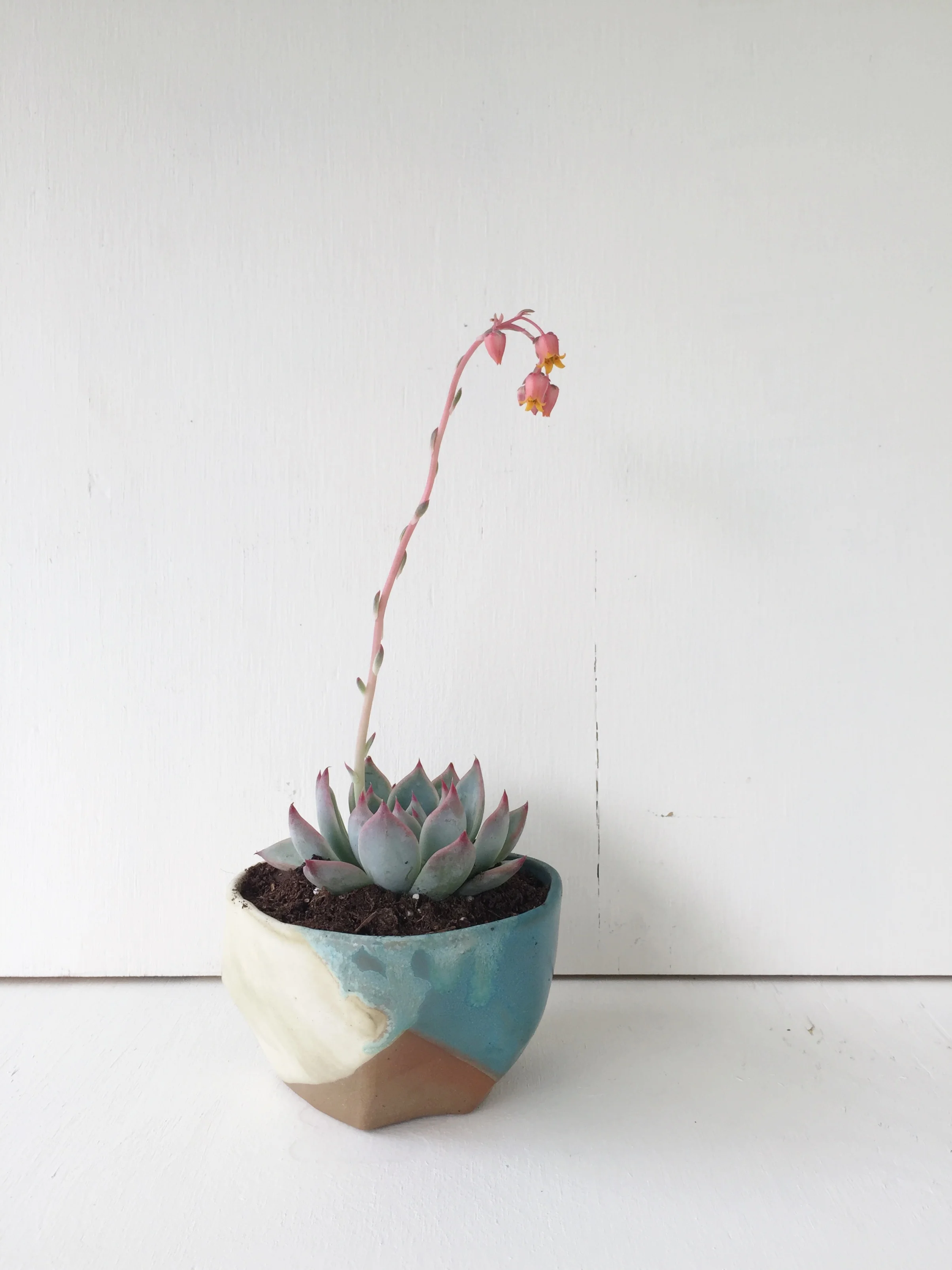 Ceramic Pot for Succulents or Cacti by Kristen Saksa Juen
