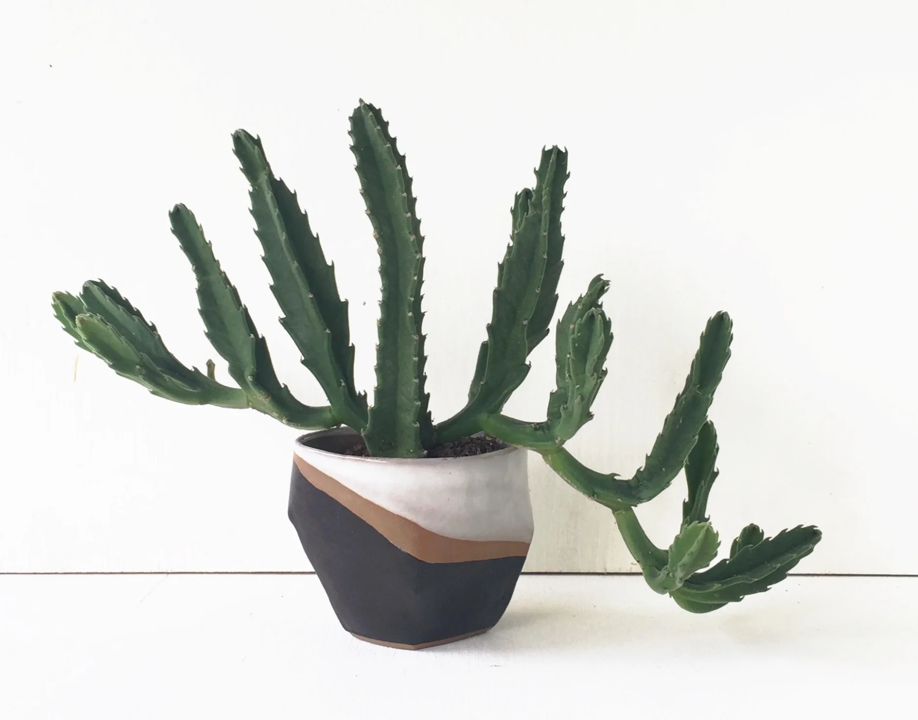 Ceramic Cactus Planter by Kristen Saksa Juen