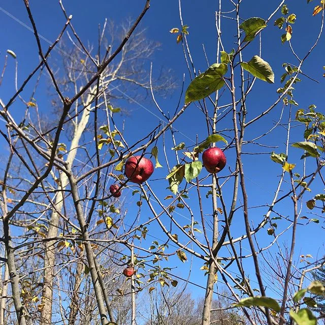 Perfect fall weather today - but the trees decided to start decorating for Christmas - seems like it starts earlier every year.... #homeorchard #brokenchimneyfarm #apples