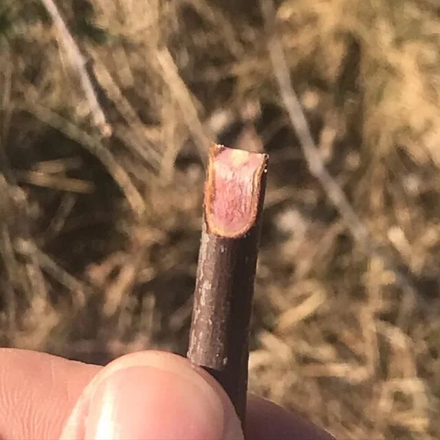 Doing a bit of grafting in the orchard yesterday and was amazed by the color in this scion. This is a red fleshed Apple variety called Almata it Alamata depending on the source, what&rsquo;s amazing is that the the pigmentation that makes the Apple f