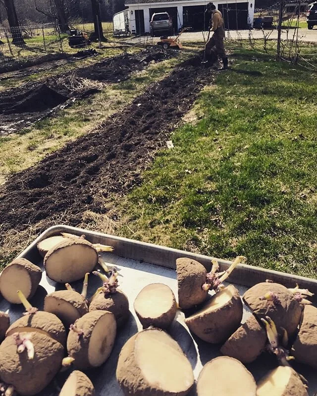 Got potatoes? Our veggie garden will be so impressive this year. We&rsquo;re moving a bit away from flowers and focusing on vegetables for the summer. Also, you know how they burry bodies in movies with bare hands in the winter... 🙄... that doesn&rs