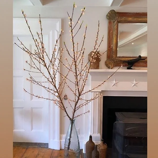 Orchard branches that were pruned are now 8 foot high trees inside the house and it feels amazing! They just need the ends trimmed and to be placed in water. Everything at the farm gets repurposed.  #fruitbranches #pruning #tree #brokenchimneyfarm #d