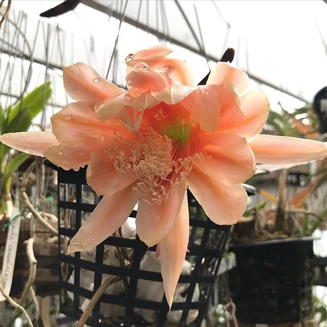 Just some monster cactus flowers in the rafters. Short lived but so damn pretty. #epiphyllum #brokenchimneyfarm #slowflowers #peach