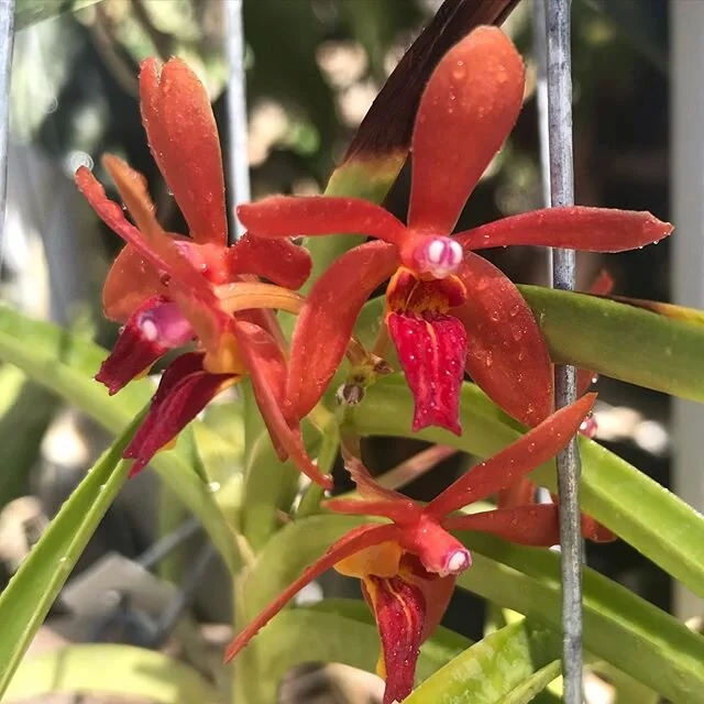 The color on this little #Vanda hybrid is amazing, super saturated and they just glow when the sun hits. Named after (created?) by James Rumrill, one of the most creative orchid hybridizers to play with pollen. #orchids #americanorchidsociety #broken
