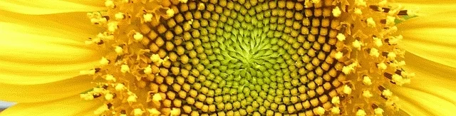 Helianthus_whorl.jpg