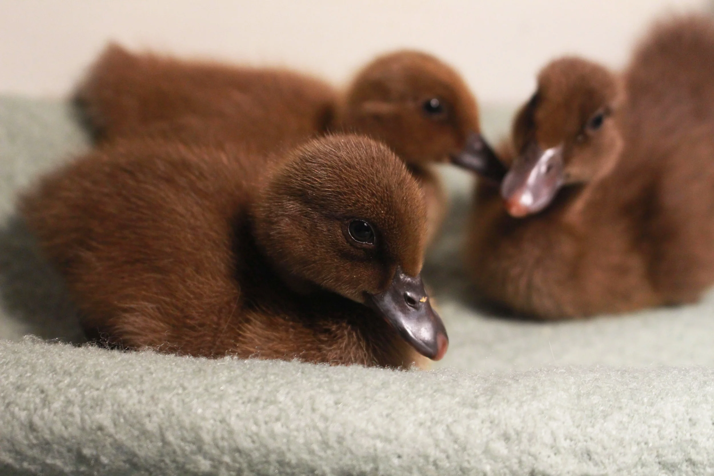 Ducks 1.jpg