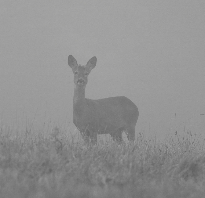 Doe