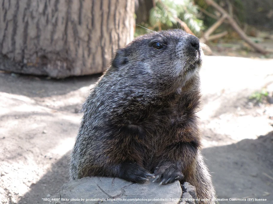 Groundhog.jpg
