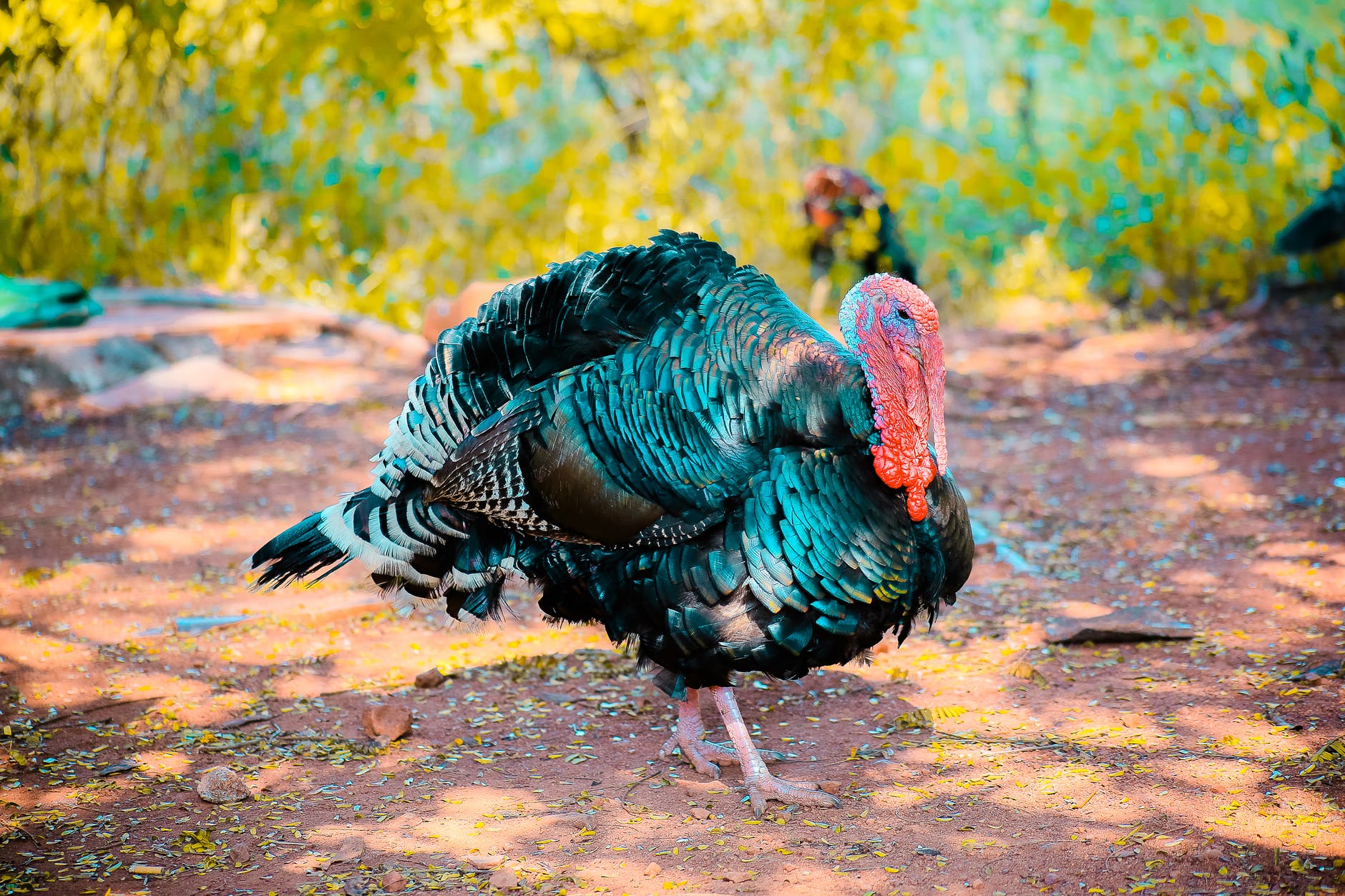 Turkey.jpeg