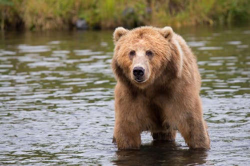 The Bear has returned for the first time in a decade.