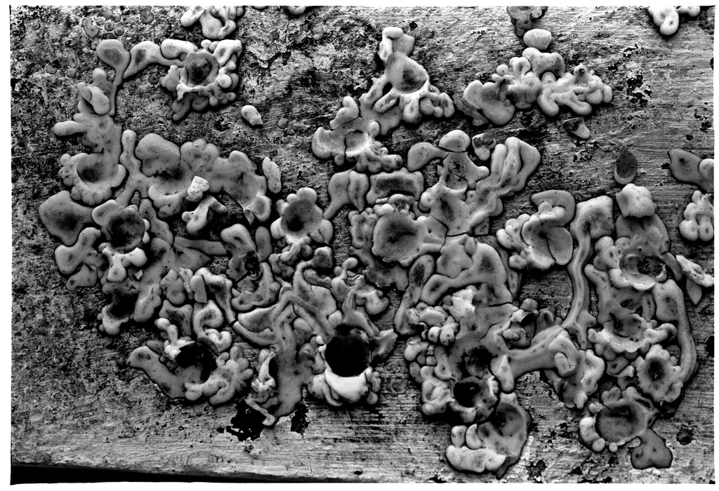 AUGUSTO DOS ANJOS 0038 X.jpg