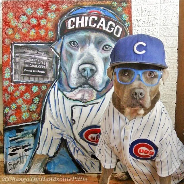 Chango the Pit Bull
