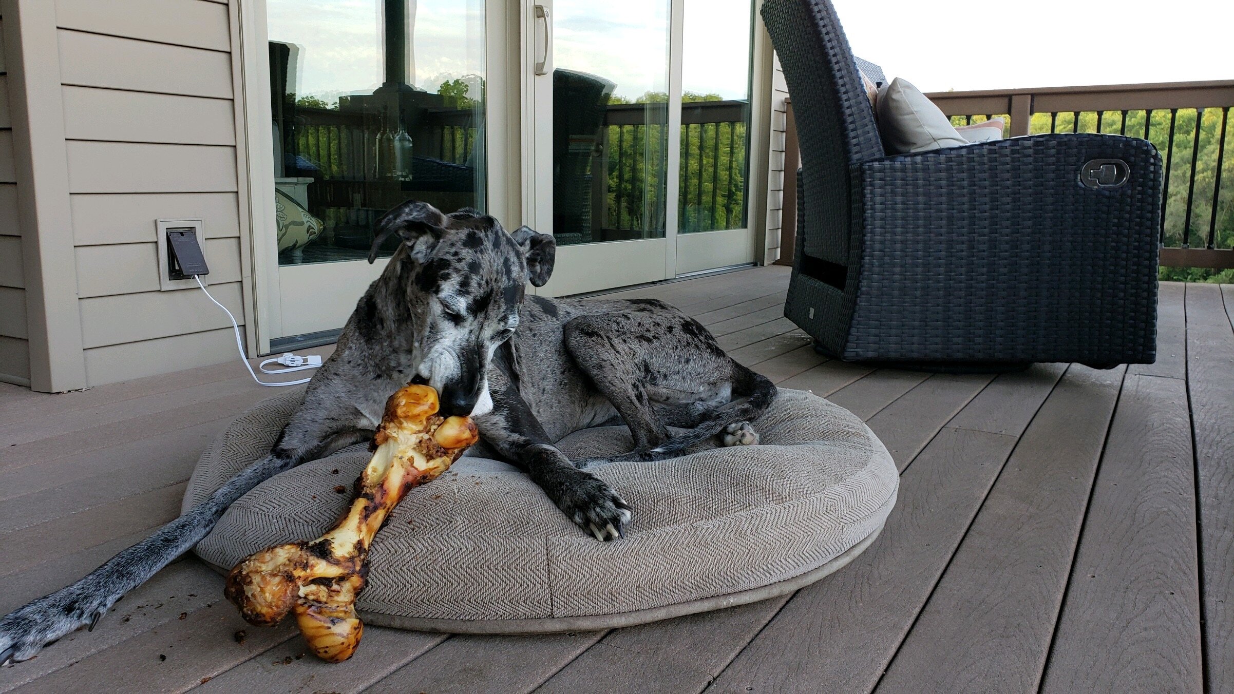 butchers block bones safe