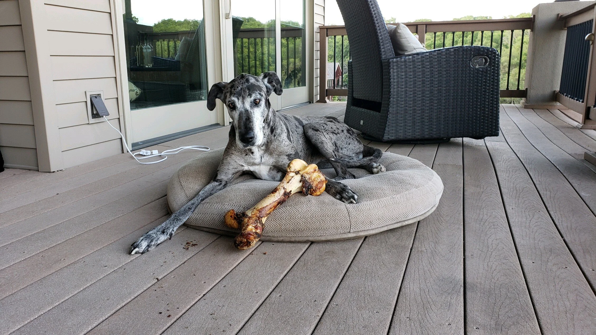 butcher block bones for dogs