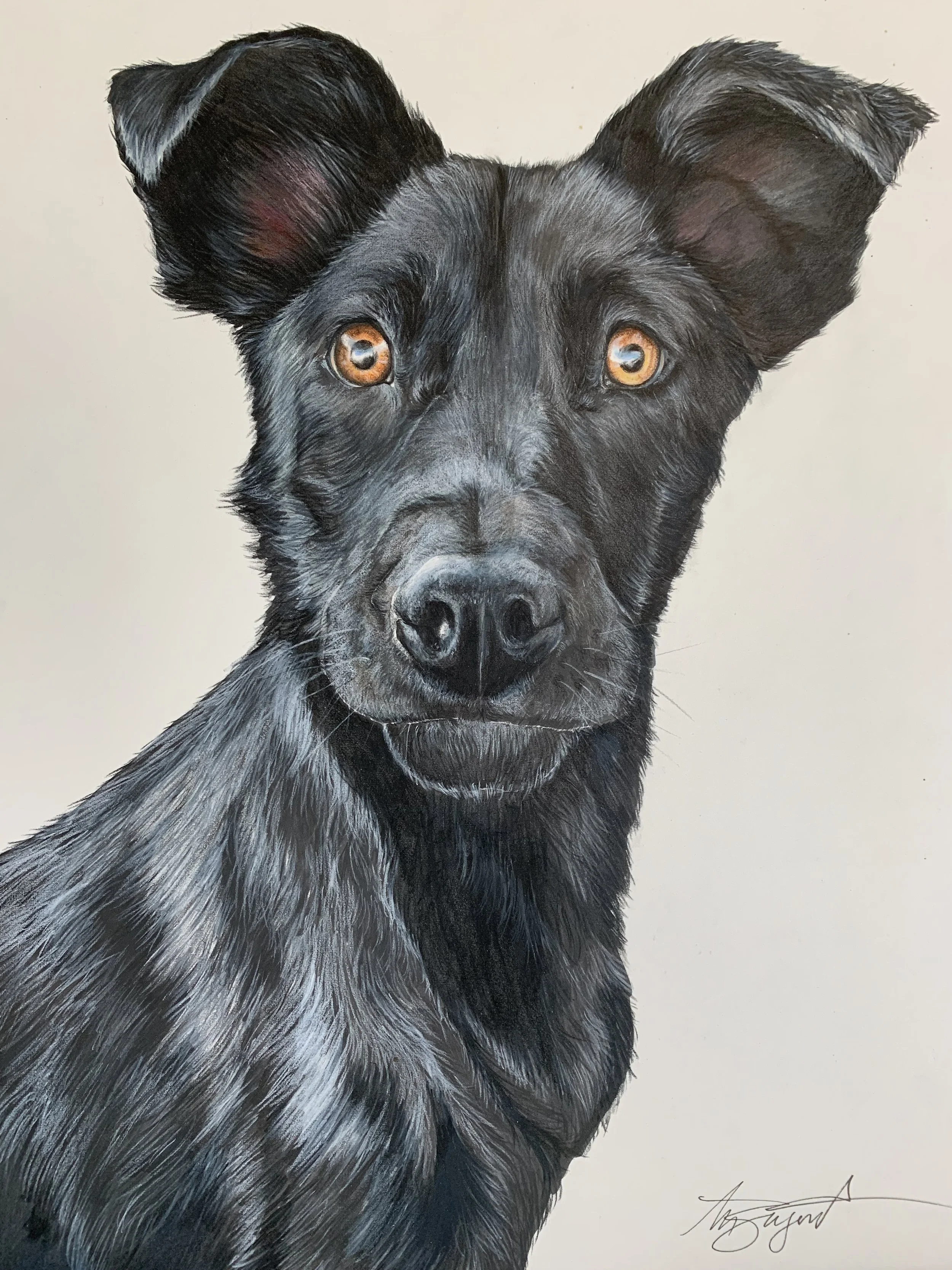 Black puppy, puppy drawing