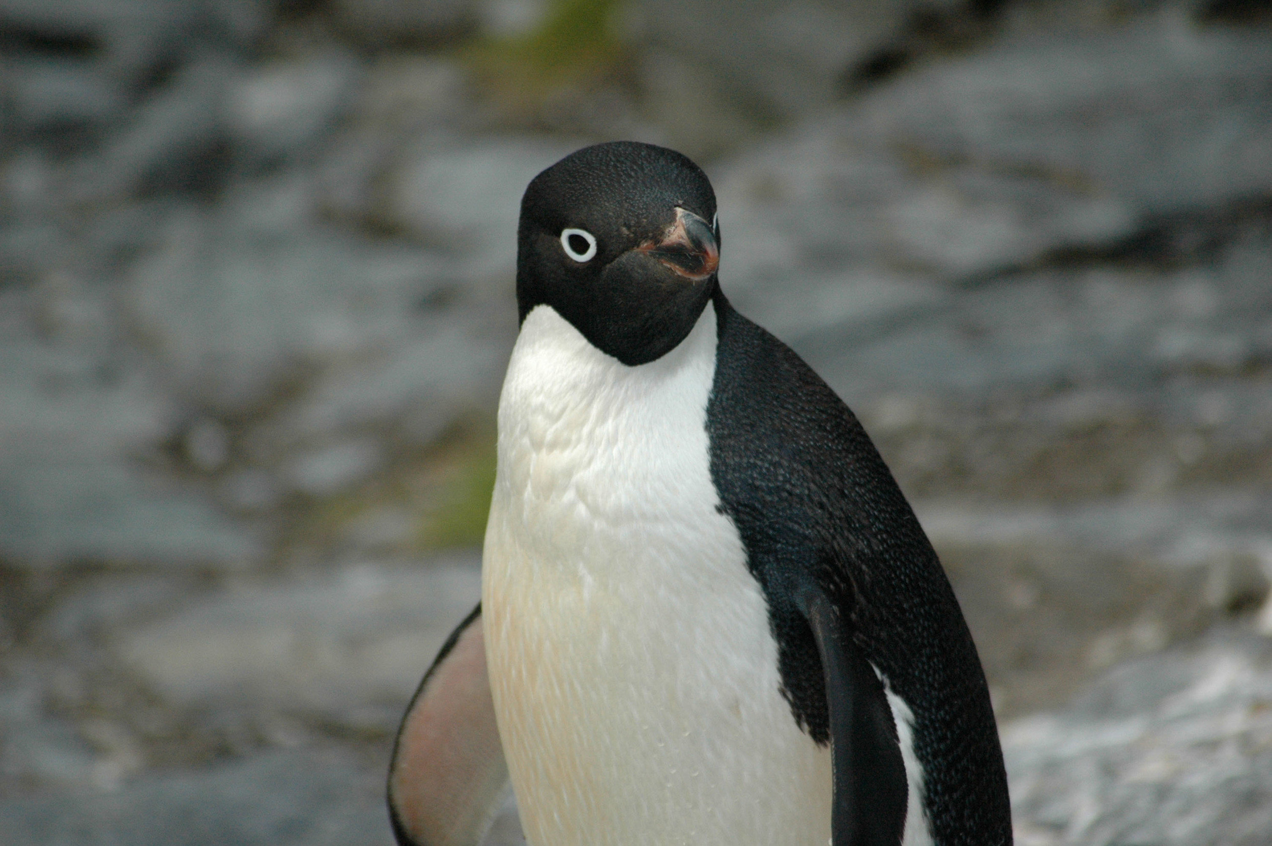 DSC_0393.jpg