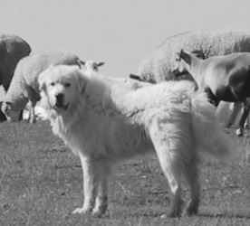 be a sheepdog