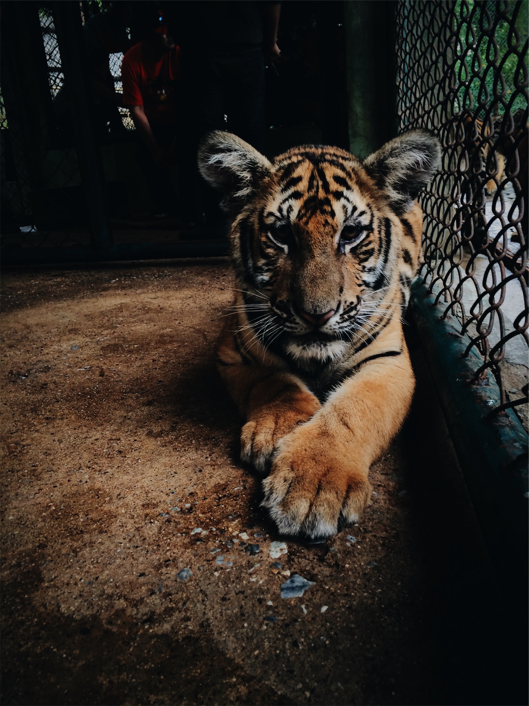 animaltalk.jpg