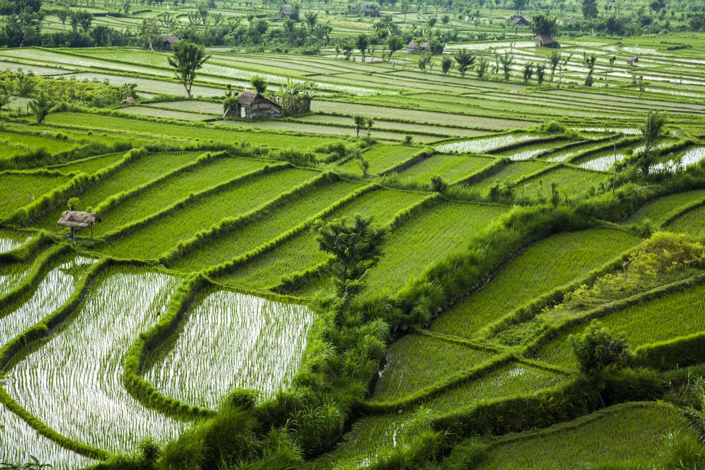 bali