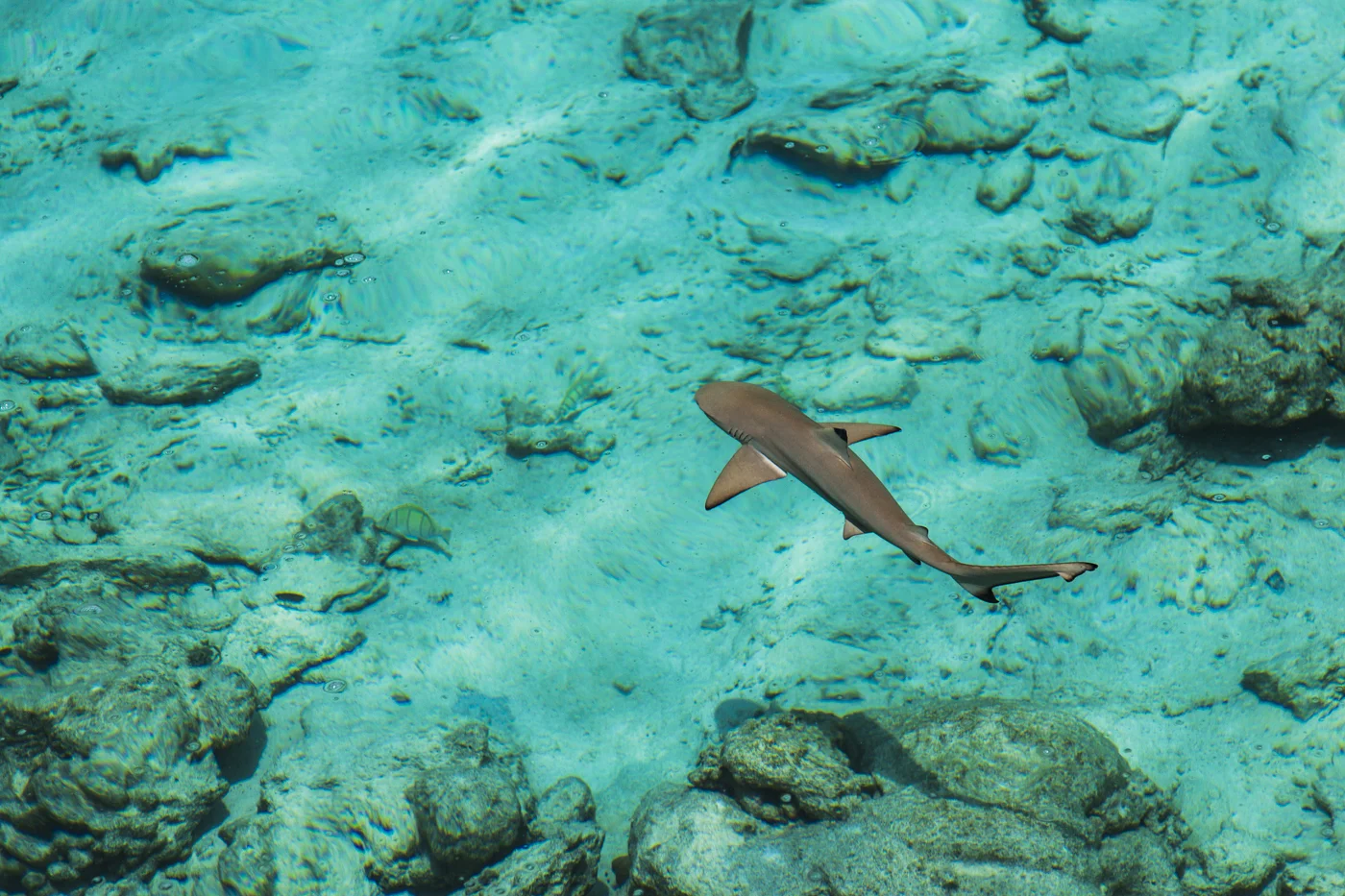 black tip reef shark