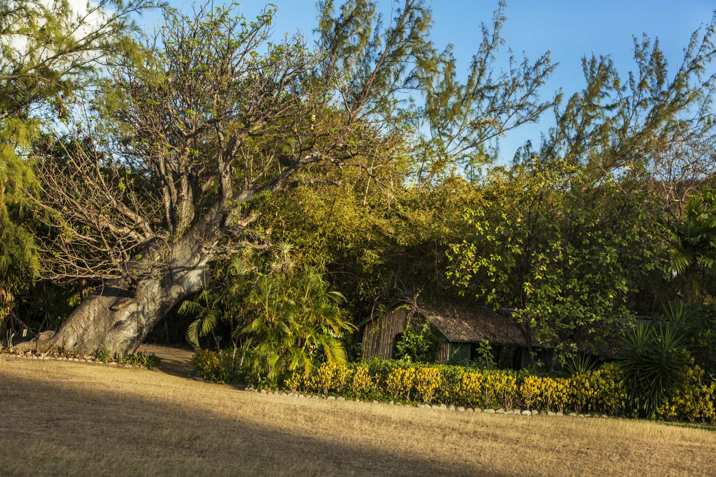 Mustique