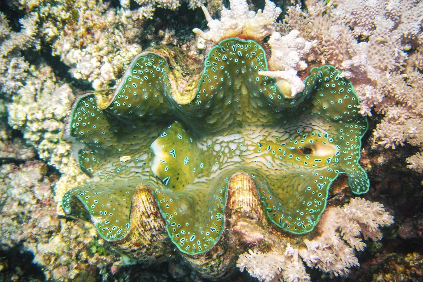 great barrier reef
