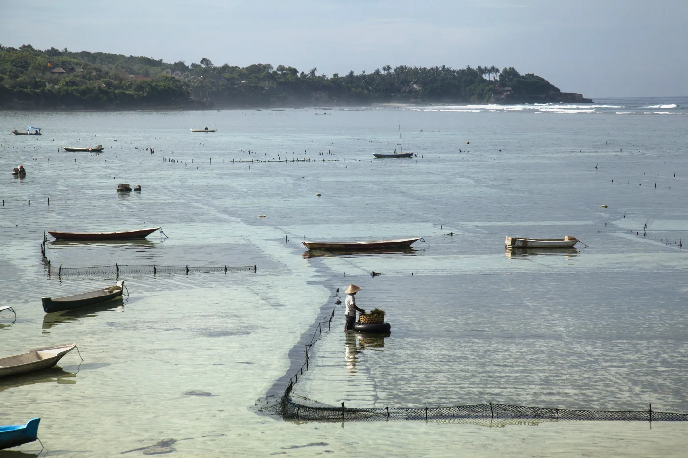 seaweed farming nusa lembongan bali