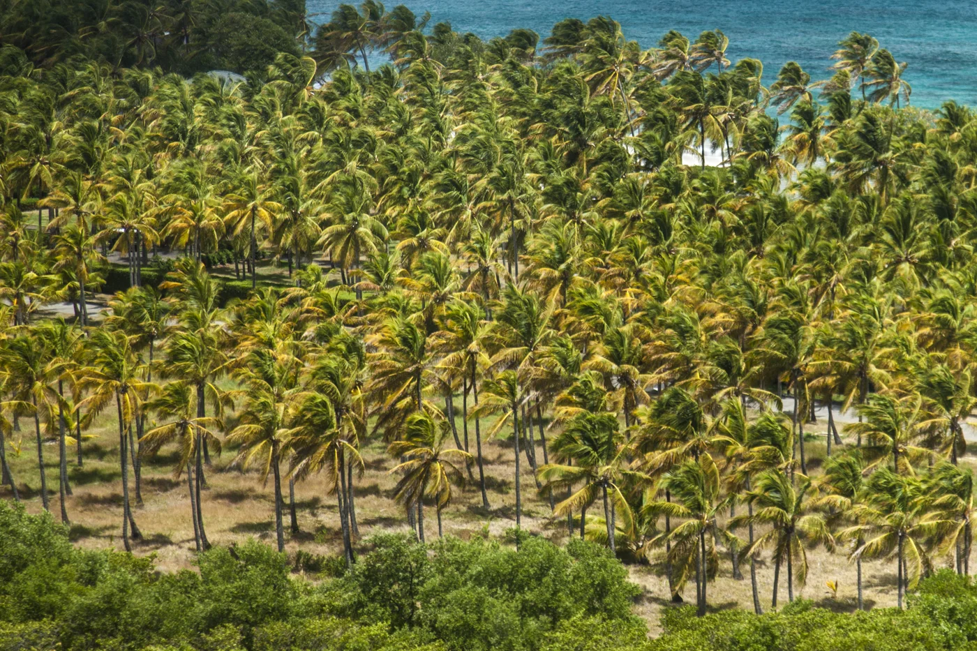 Mustique