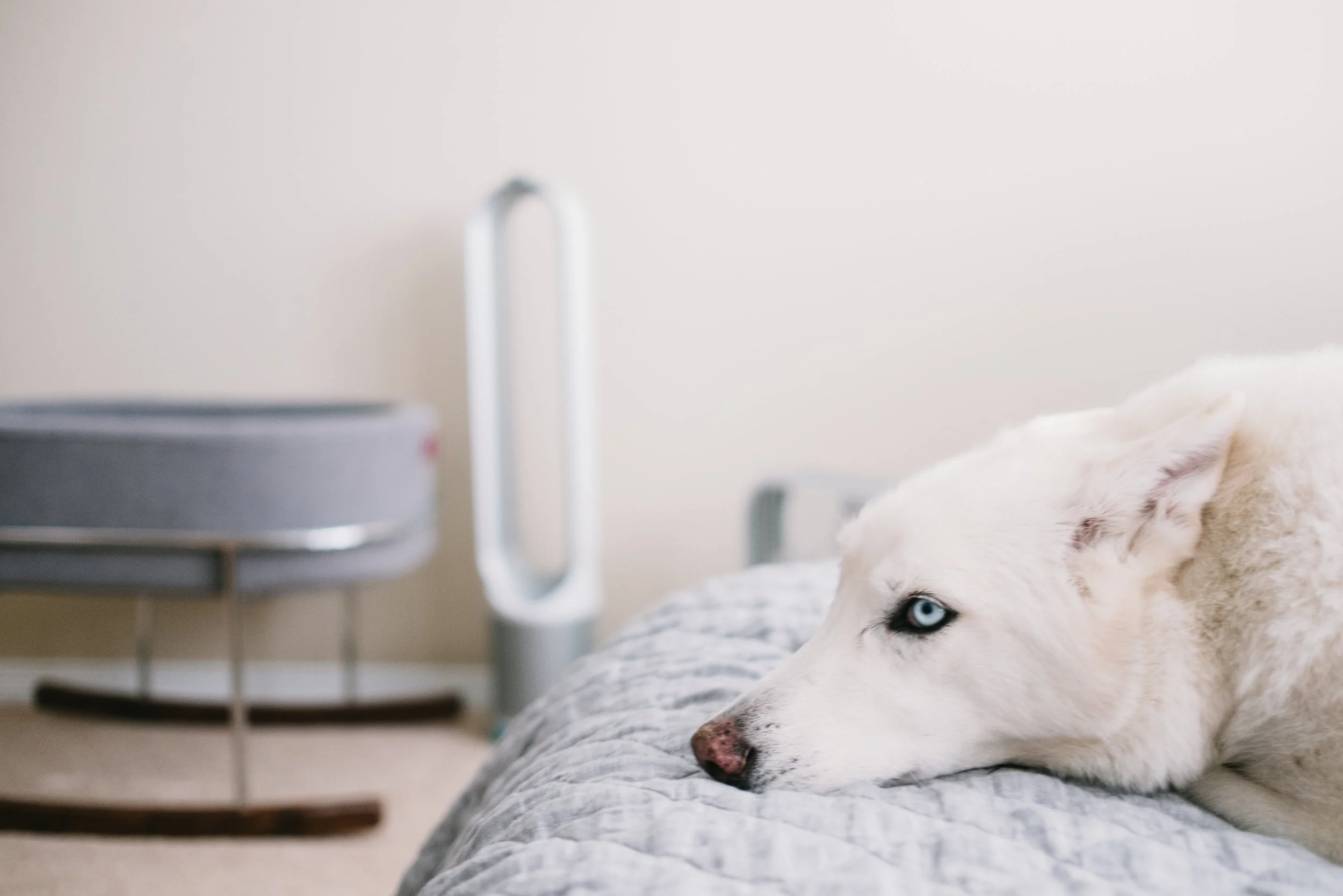 White dog laying on bed