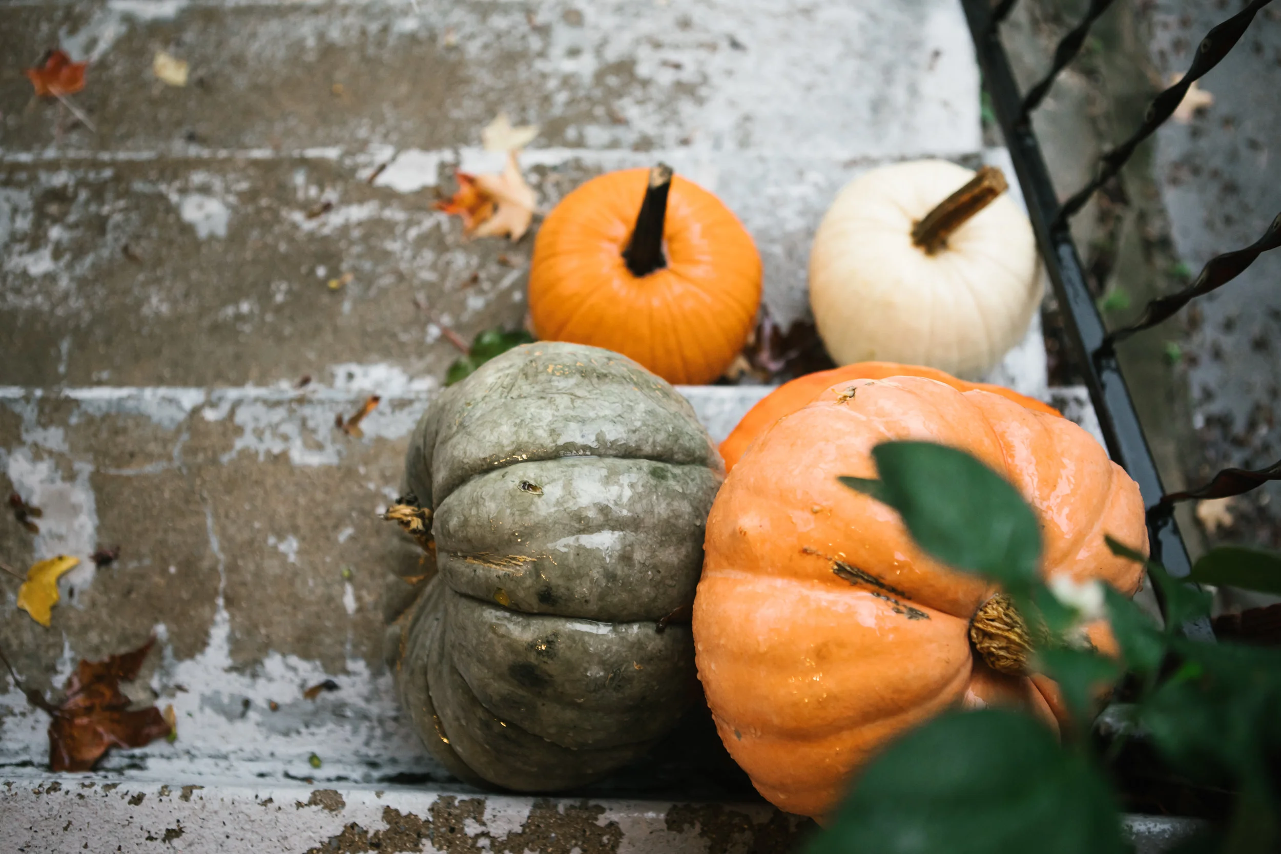 wet pumpkins on porch