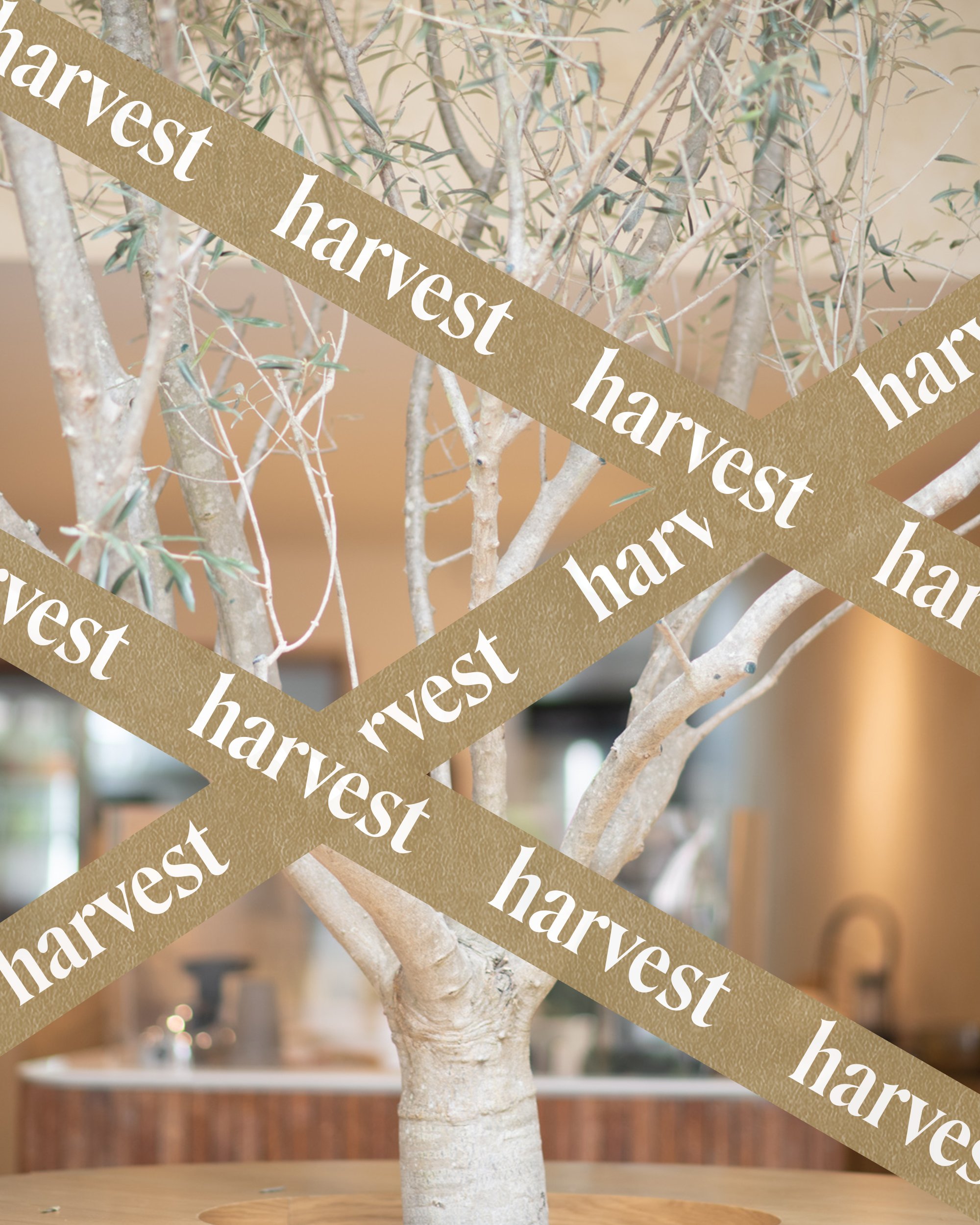 Harvest_cintas.jpg