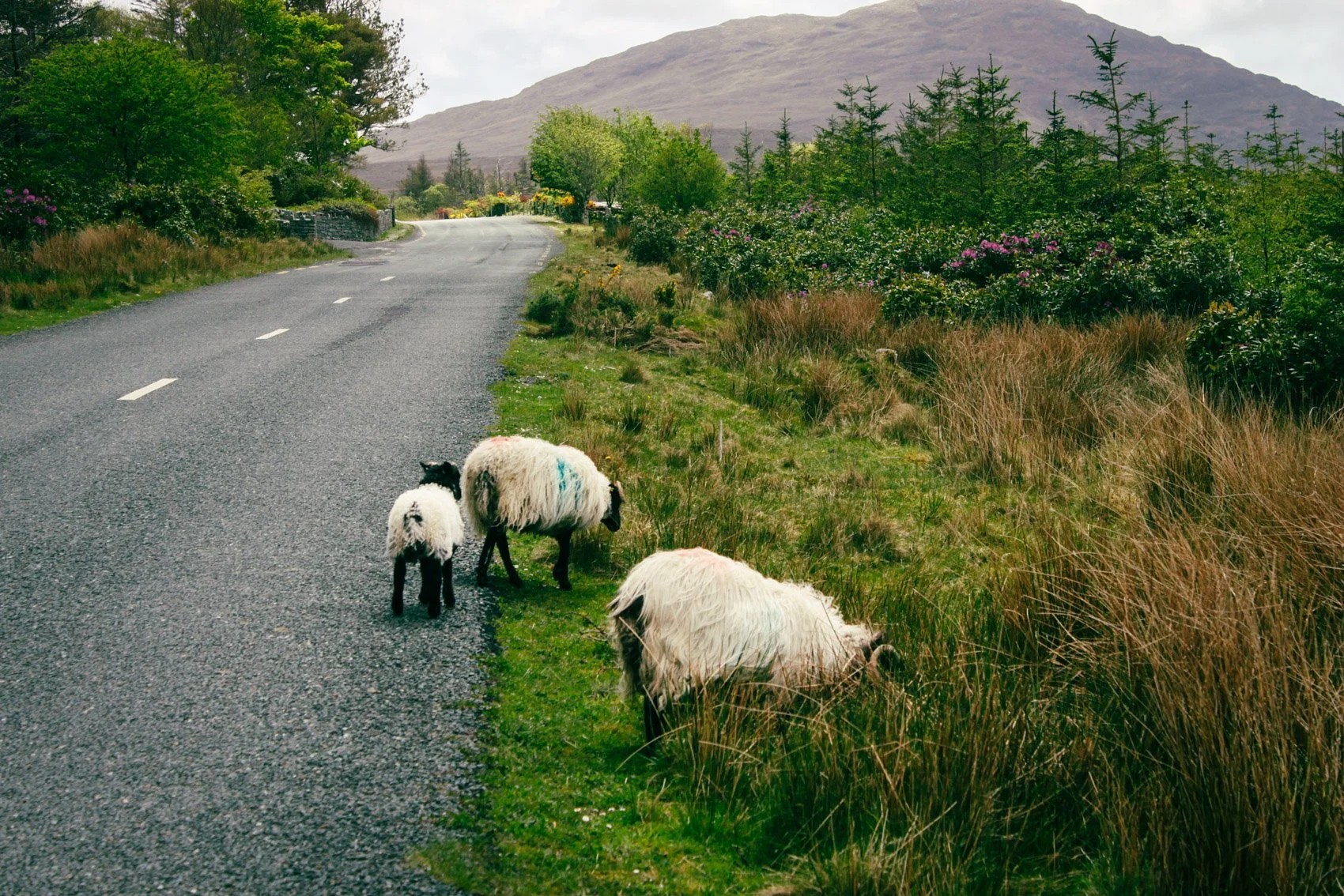 2013_Ireland-47.jpg