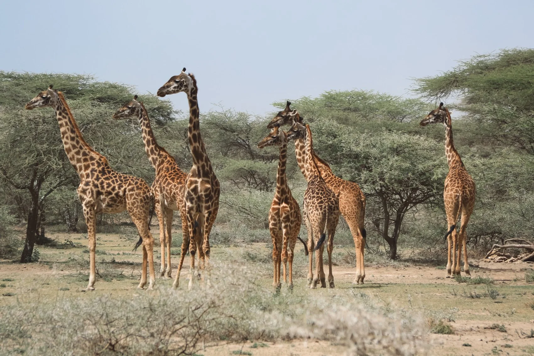 Tanzania [Coming Soon]