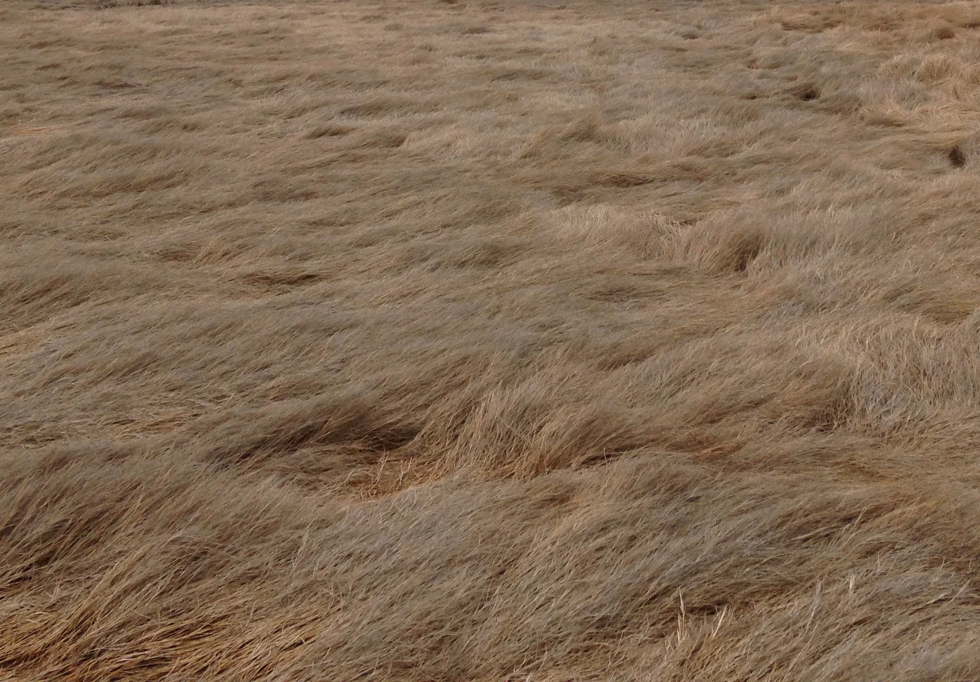 Marsh1.jpg
