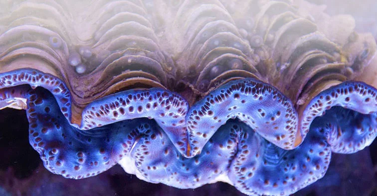 clam1.jpg