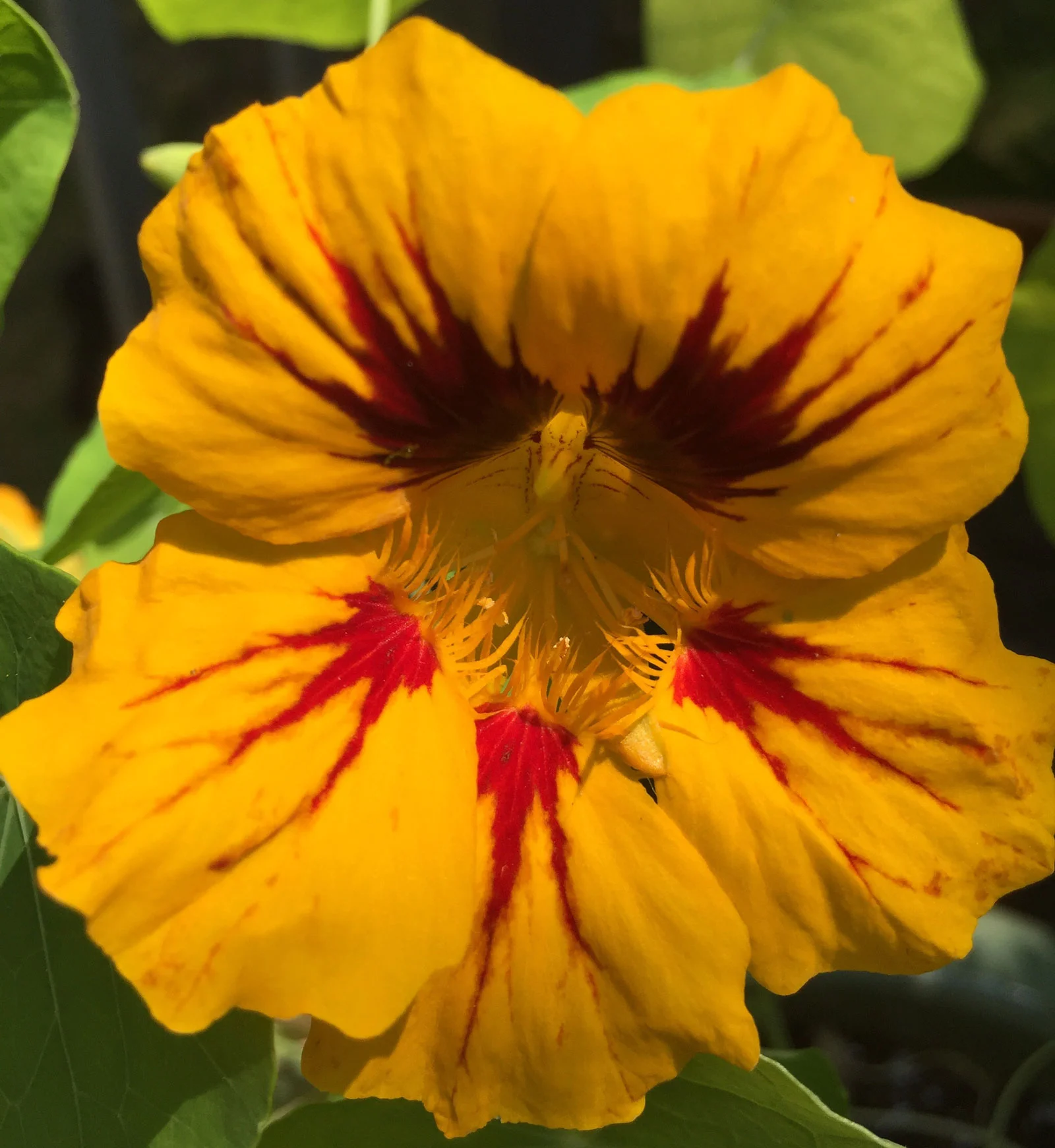 Nasturtium.jpg