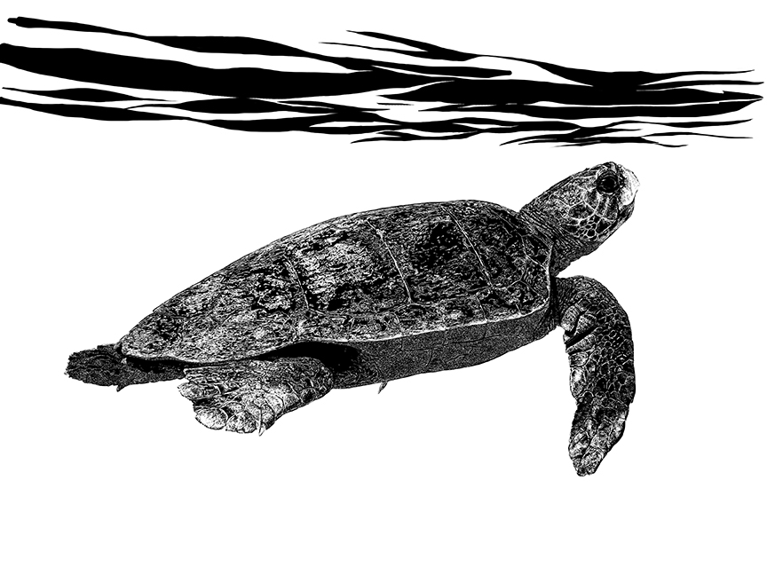  illustration by Elaine Miller Bond