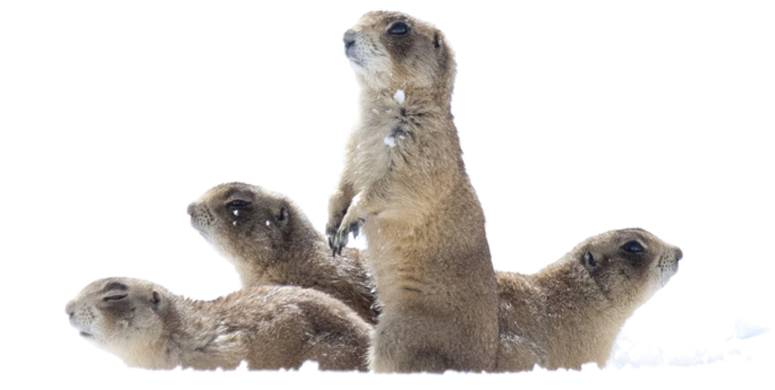 Photo by Elaine Miller Bond from THE UTAH PRAIRIE DOG